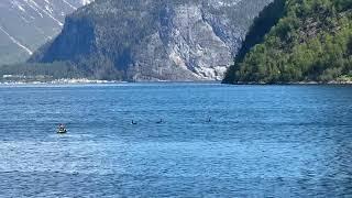 5 Killer whales in the fjord