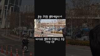 흔한 고인물 앵집사의 앵무새 산책하는 모습 #앵무새 #앵무새자유비행