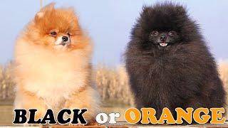 Black and Orange Pomeranian dogs.