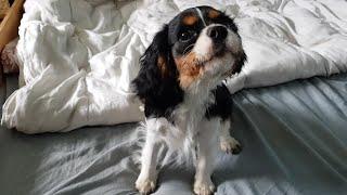  Funny Cavalier voice  Cavalier King Charles Spaniel puppy