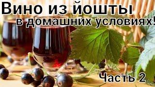 Вино из йошты.Вино из чёрной смородины. Вино из ягод в домашних условиях. Вторая часть!