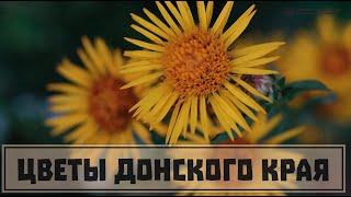 Flowers of the Don region (southern Russia). Part 11. Shades of mid-summer. // Clever Cricket