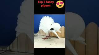 4 Top Quality ke fancy pigeon//️pigeonstutas #short #viral #video