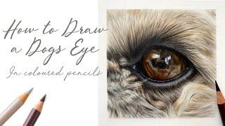 How to Draw a Realistic Dogs Eye in Coloured Pencils / Shih Tzu