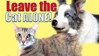 How to train your dog to leave your cat alone