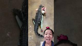 Cá sấu khổng lồ #shortvideo