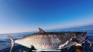 Tsoor Hartov Spearfishing Israel 11kg Spanish mackerel / פלמידה 11 ק״ג