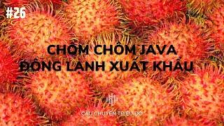 Đông lạnh chôm chôm Java xuất khẩu| Câu Chuyện Triệu Đô - Podcast #26