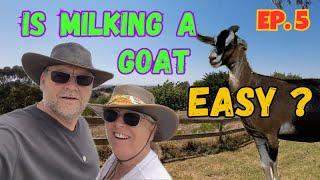 IS MILKING A GOAT EASY ? (Ep 5)