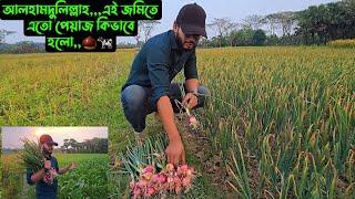 আলহামদুলিল্লাহ,,,এই জমিতে এতো পেয়াজ কিভাবে হলো,,