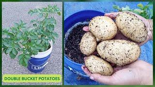 EXPERIMENT: Growing Hydroponic POTATOES In Double Bucket (Kratky Method)