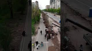 Бишкек  Новые деревья на проспекте Мира #кыргызстан #Дрон