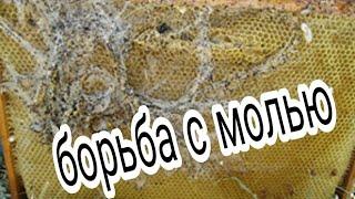 Август на пасеке/ моль на пасеке-пчеловодство-moth in the apiary