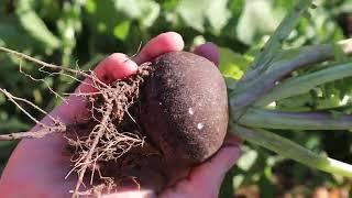 The Spanish Black Winter Radish and DIY Row Cover