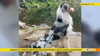 Grumello (Cr): pensione lager per cani chiusa definitivamente. Abusiva e luogo di maltrattamenti