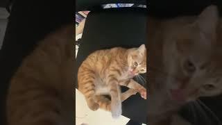 My cat is angry of me…