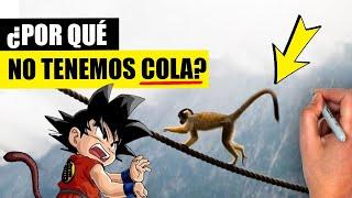 ¿CUÁNDO y POR QUÉ PERDIMOS la COLA?  | Explicación BIOLÓGICA