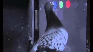 Bird-brained pigeons perform like primates