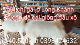 gửi cho chị gái ở Long Khánh 10 con dê cái giống giá 40.500k lh 0398424632