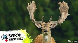 Damwild bei OLI's Wilde Welt