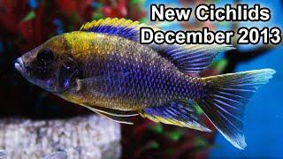 African cichlids : Aulonocara, Haps, Victoria / Arrival 2013-12-15 / Québec Cichlidés