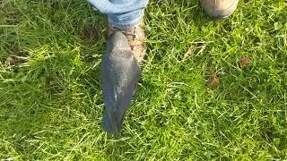 Jackdaw friend chillin on my boot