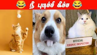 எப்படிடா தூக்குறது#viral #trending #cutecat #cutedog #funnyanimalvideos