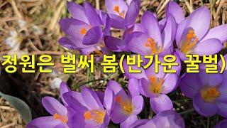 정원은 벌써 봄 (반가운 꿀벌). It's already spring in the garden (happy bees)