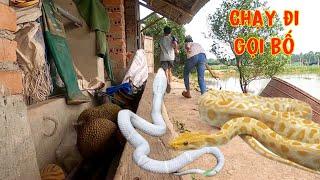 Giật mình khi phát hiện cặp trăn khổng lồ bò vào trong nhà | Snake hunter