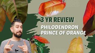 Philodendron 'Prince of Orange' 3-Yr Review | Orange Folliage | Is it stable?