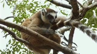 Parc naturel d'ISALO (Madagascar)