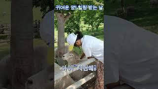 보면 함께 힐링 되어요#스트레스해소#동물 사랑하기#명상#자기계발#자존감