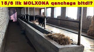 MOLXONA QURMOQCHIMISIZ? Ixcham va qulay MOLXONA