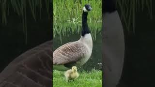 The cutest baby animal in the world? Little miss Gosling  #BabyGoose