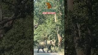 Tusker Elephant Crossing At Mohan | Jim Corbett #reels #reel #wildlife #jimcorbettnationalpark