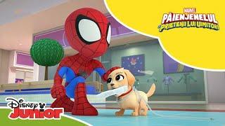  Atacul cățelușului! | Păienjenelul Marvel și prietenii lui uimitori | Disney Junior România