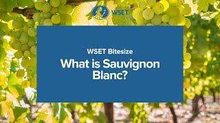 WSET Bitesize - What is Sauvignon Blanc?