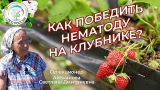 Как бороться с нематодой на клубнике. Почему сохнут кусты клубники, земляники.