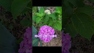 #자연인 #애창곡 #머나먼고향 #수국 #나훈아 #한잔술에 설움을 마셔도~