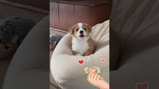 WOW Look At These Sweet Puppy Babies Cuteness Overloaded  -EPS1252 #cutenessoverload