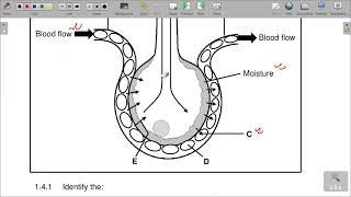 GRADE 11 LIFE SCIENCE P1  END OF TERM 4 REVISION NOV 2022 PAPER.