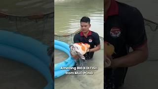 Amazing Big Koi Fish harvested from mud pond !!! #koi #koifish #nishikigoi #koifarm