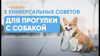 5 советов ДЛЯ ПРОГУЛКИ с собакой, которые ДОЛЖЕН ЗНАТЬ каждый владелец 