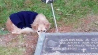 Loyal dog refuses to leave owner's grave