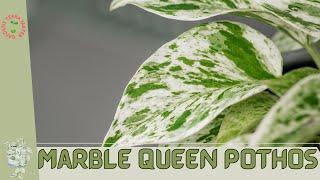 Marble Queen Pothos: A Stunning Addition to Your Indoor Plant Collection! (Epipremnum aureum)