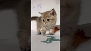 ASMR Kitty Lada #shorts #asmr #kitten #cat #cute