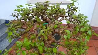 Hoa giấy bonsai cổ thụ bung lộc | Cây Hoa Giấy cổ có dáng siêu độc tại Hà Nội | Mầm lộc đầu xuân