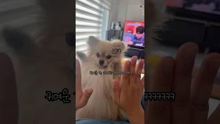 양갱이한테 복싱 가르쳐 줬더니ㅋㅋㅋ