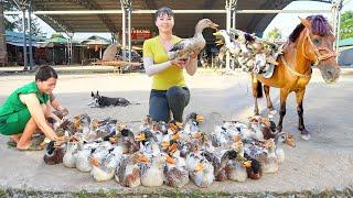 Harvesting Many Ducks Goes To The Market Sell - Use a Horses To Carry Ducks | Tiểu Vân Daily Life