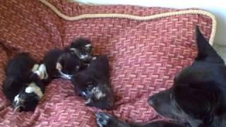 Olivia the kitten whisperer and other reminiscent moments in the kitten chronicles